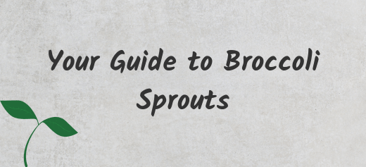 Everything About Broccoli Sprouts: How to Grow and Their Nutritional Benefits