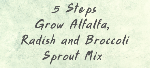 Grow: Broccoli, Alfalfa, Radish and Clover Sprout Mix