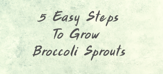How To Grow Broccoli Sprouts - 5 Easy Steps