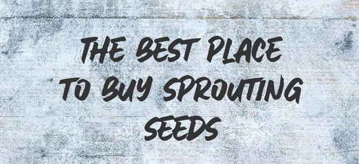 The Best Place To Buy Sprouting Seeds - Australian Wheatgrass