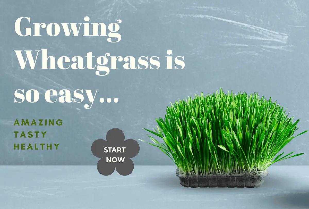 Fresh Wheatgrass growing in a tray with  text promoting its easy growth, taste and health benefits