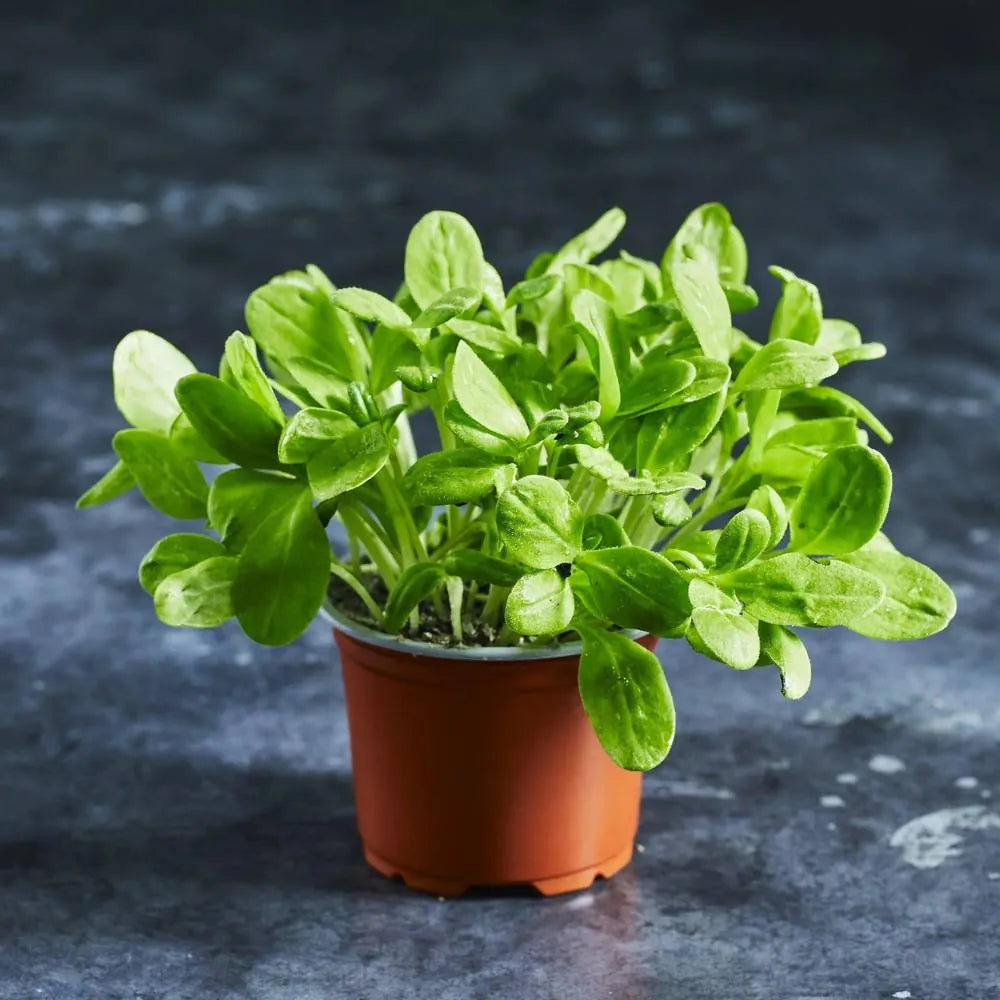 Borage Seeds - Australian Wheatgrass