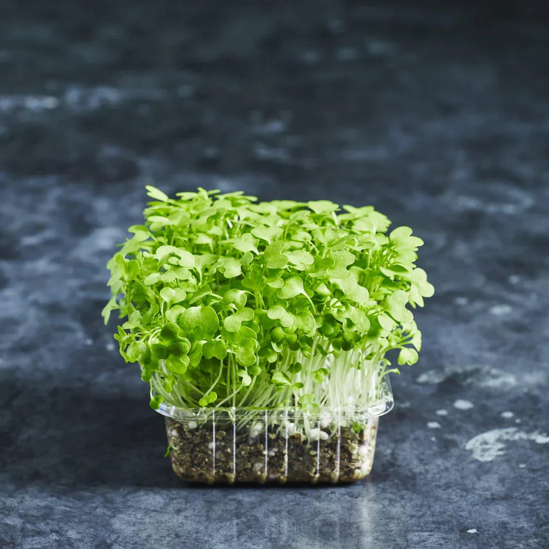 Mustard Seeds - Green - Australian Wheatgrass