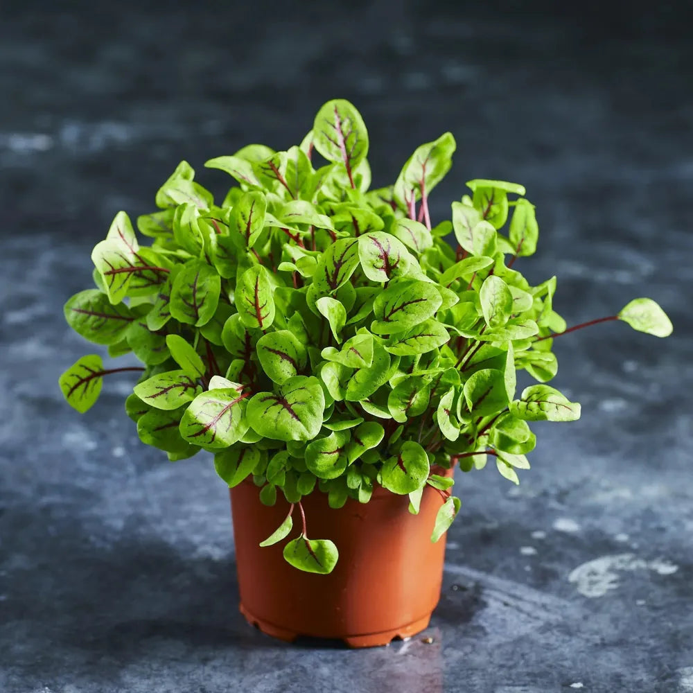 Sorrel - Red Vein - Australian Wheatgrass