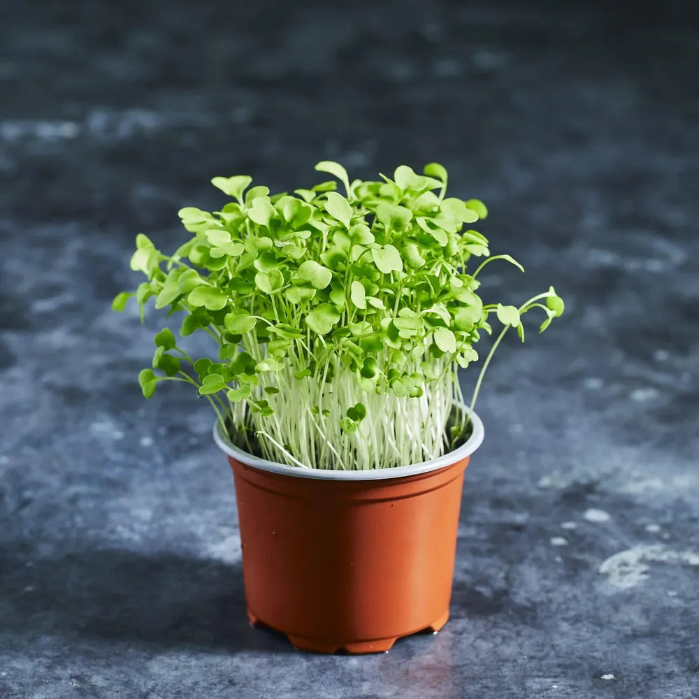 Rocket Seeds - Wild - Australian Wheatgrass