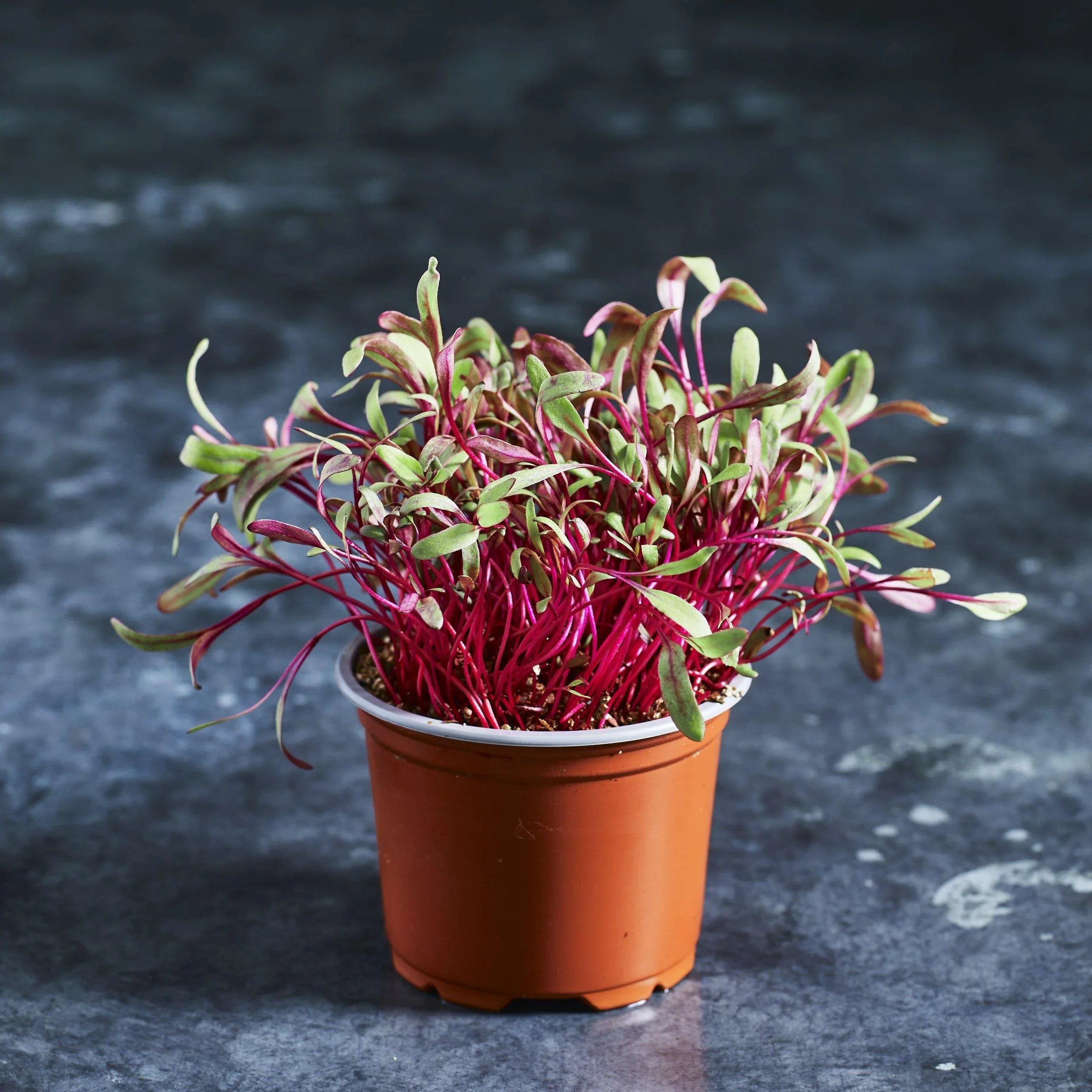 Beetroot Seeds - Australian Wheatgrass
