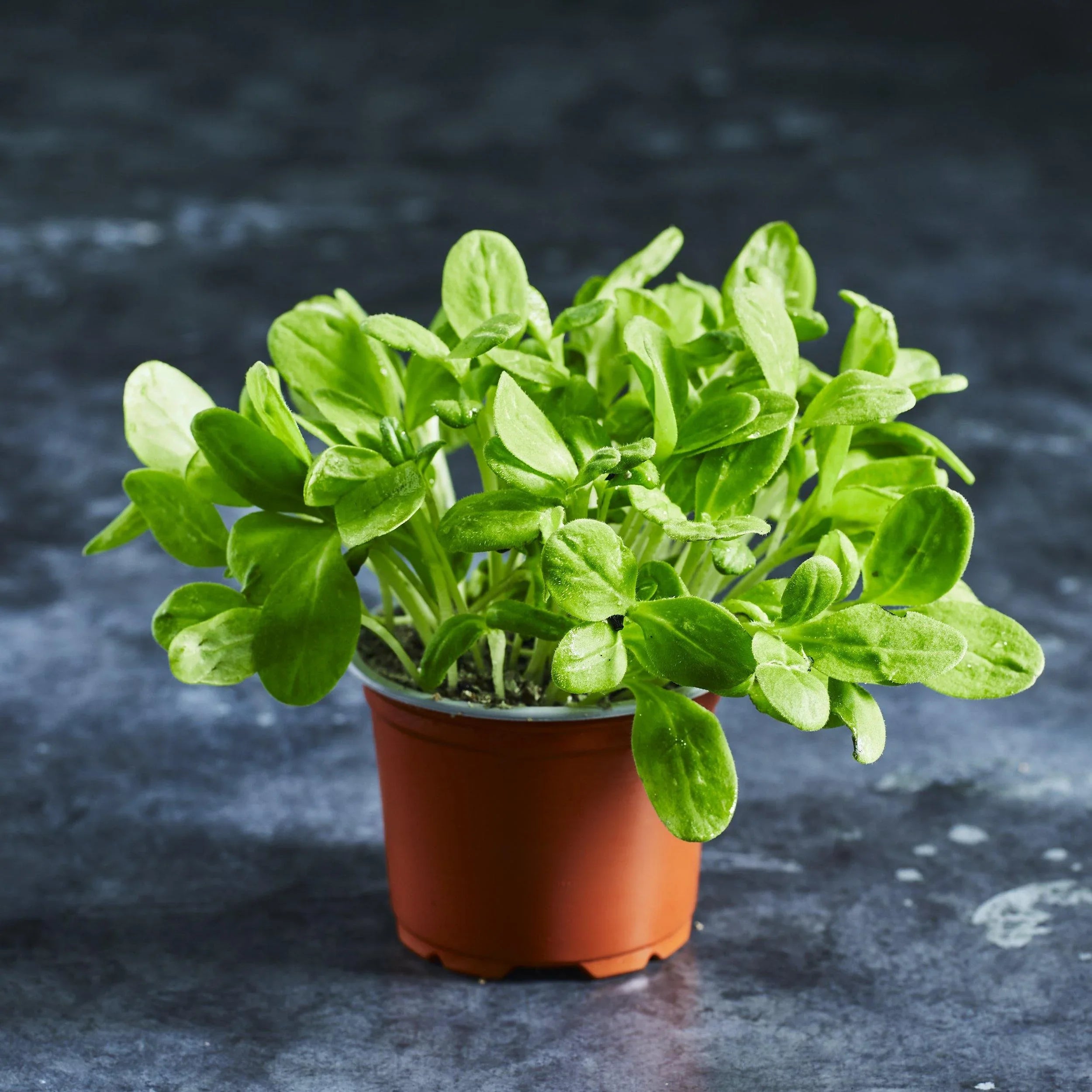 Borage Seeds - Australian Wheatgrass