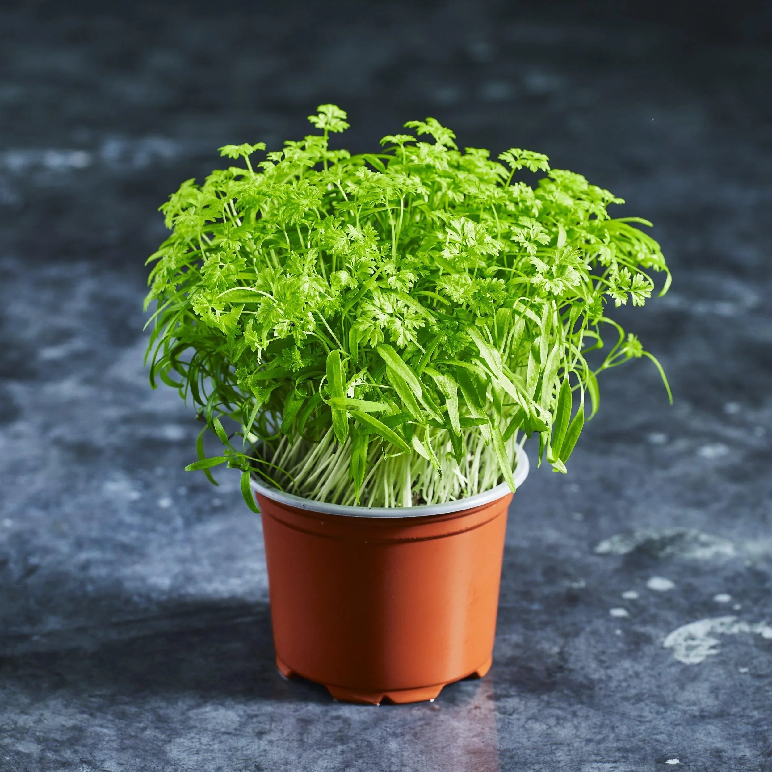 Chervil Seeds - Australian Wheatgrass