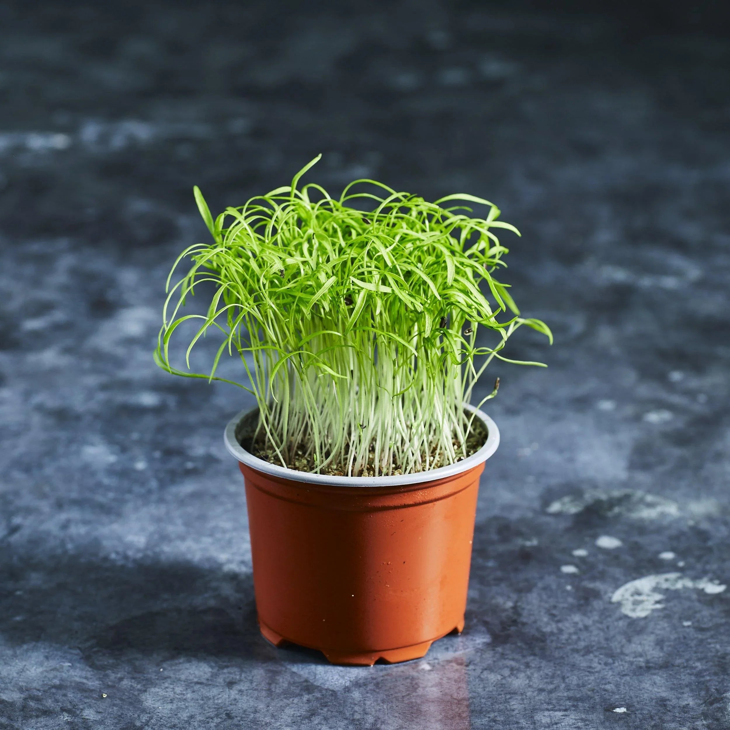Dill Seeds - Australian Wheatgrass