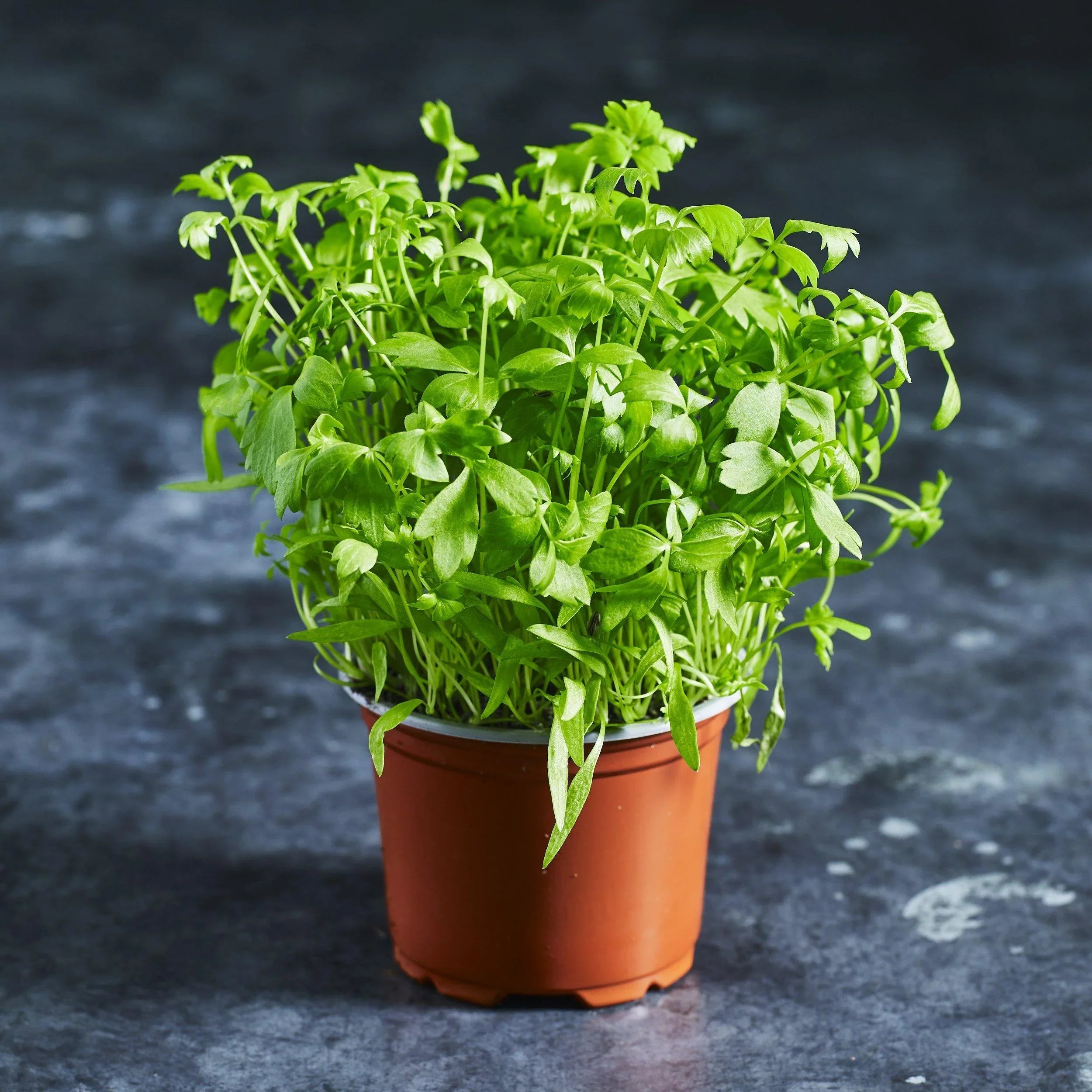Lovage Seeds - Australian Wheatgrass