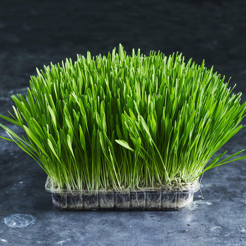Barley Grain Seeds - Microgreens - Australian Wheatgrass