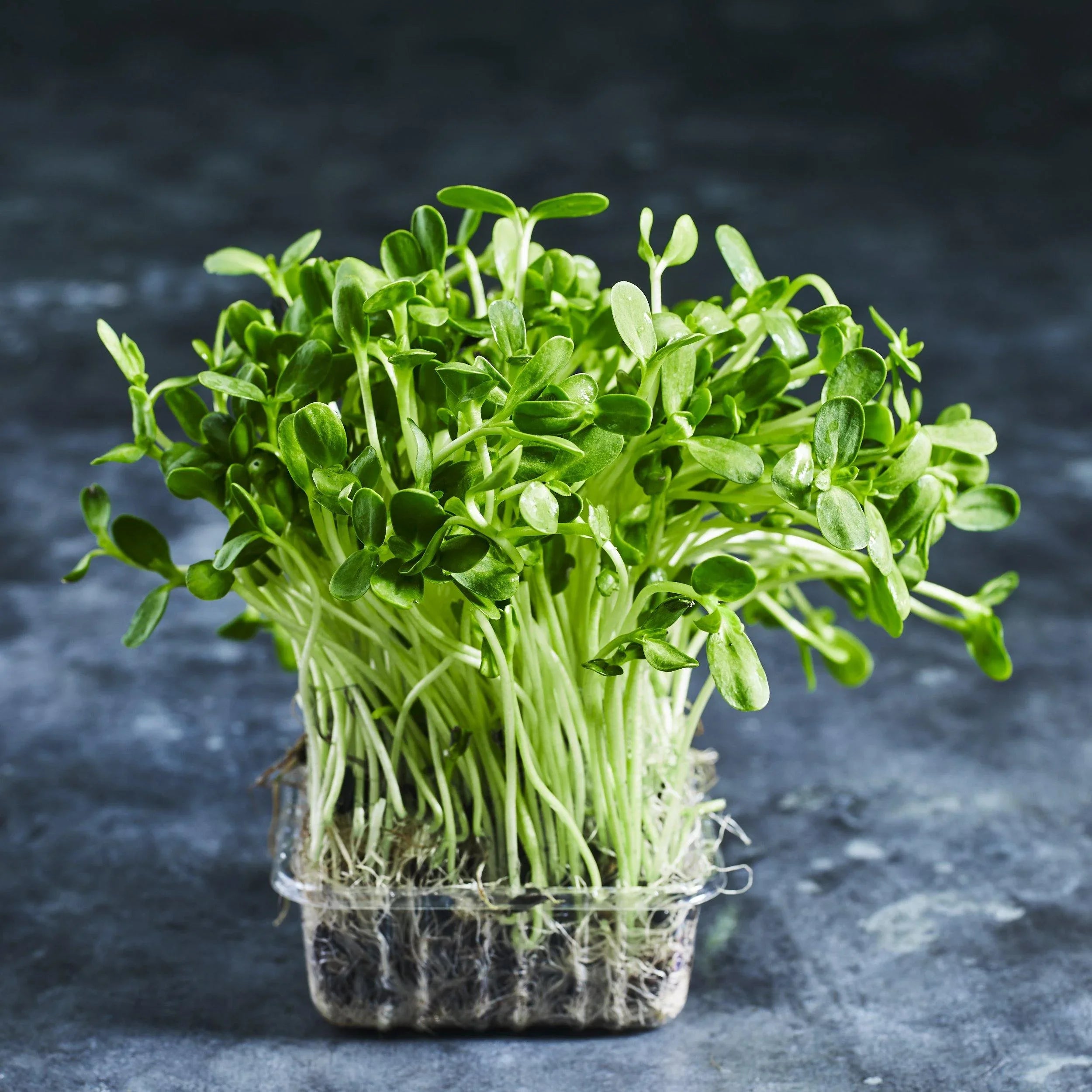 Sunflower Sprouts - Australian Wheatgrass