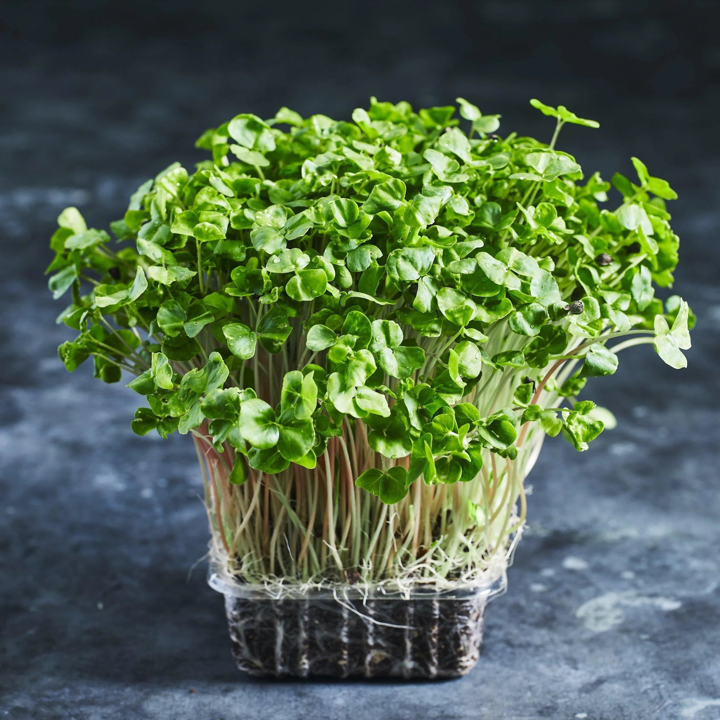 Buckwheat Seeds - Unhulled - Australian Wheatgrass
