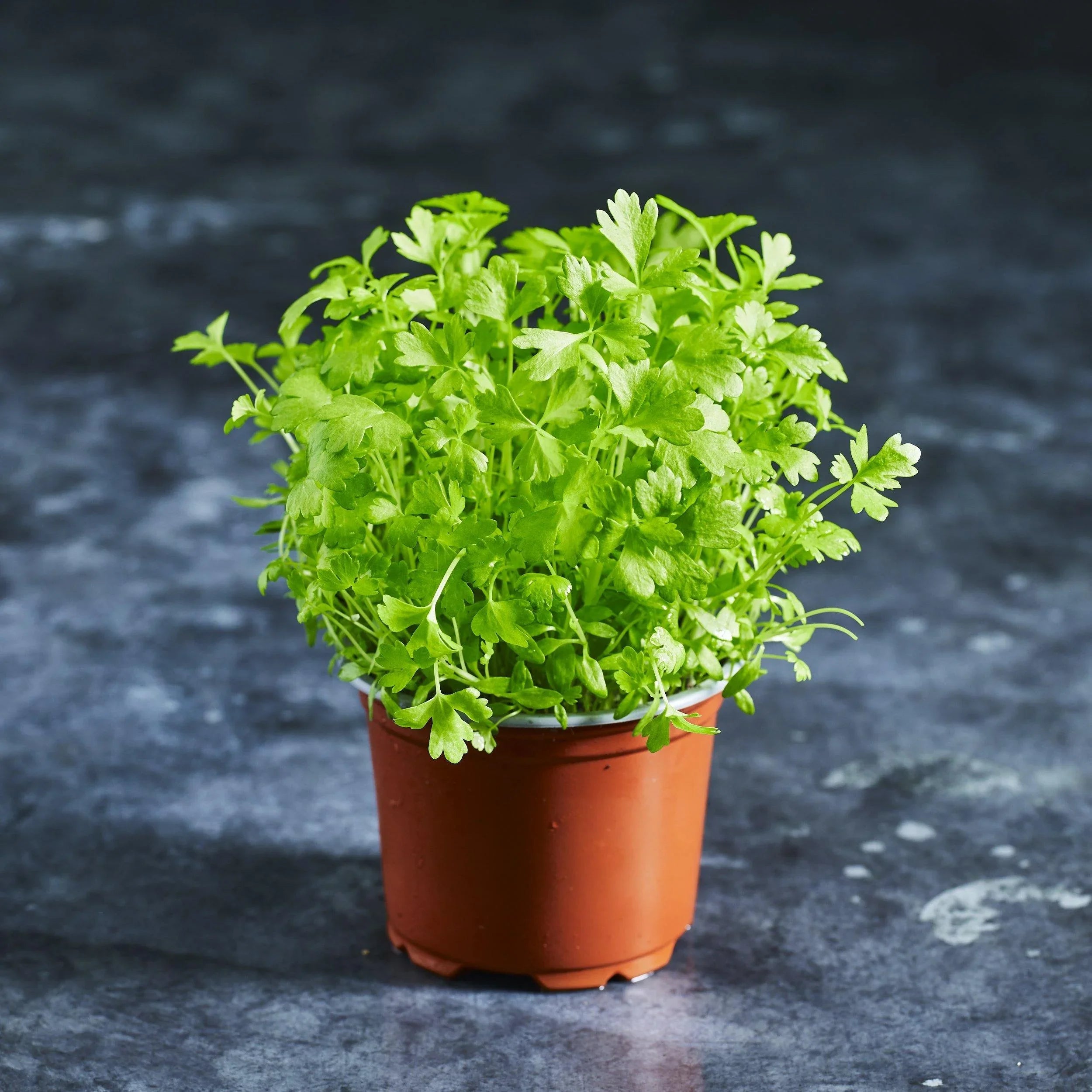 Celery Seeds - Australian Wheatgrass