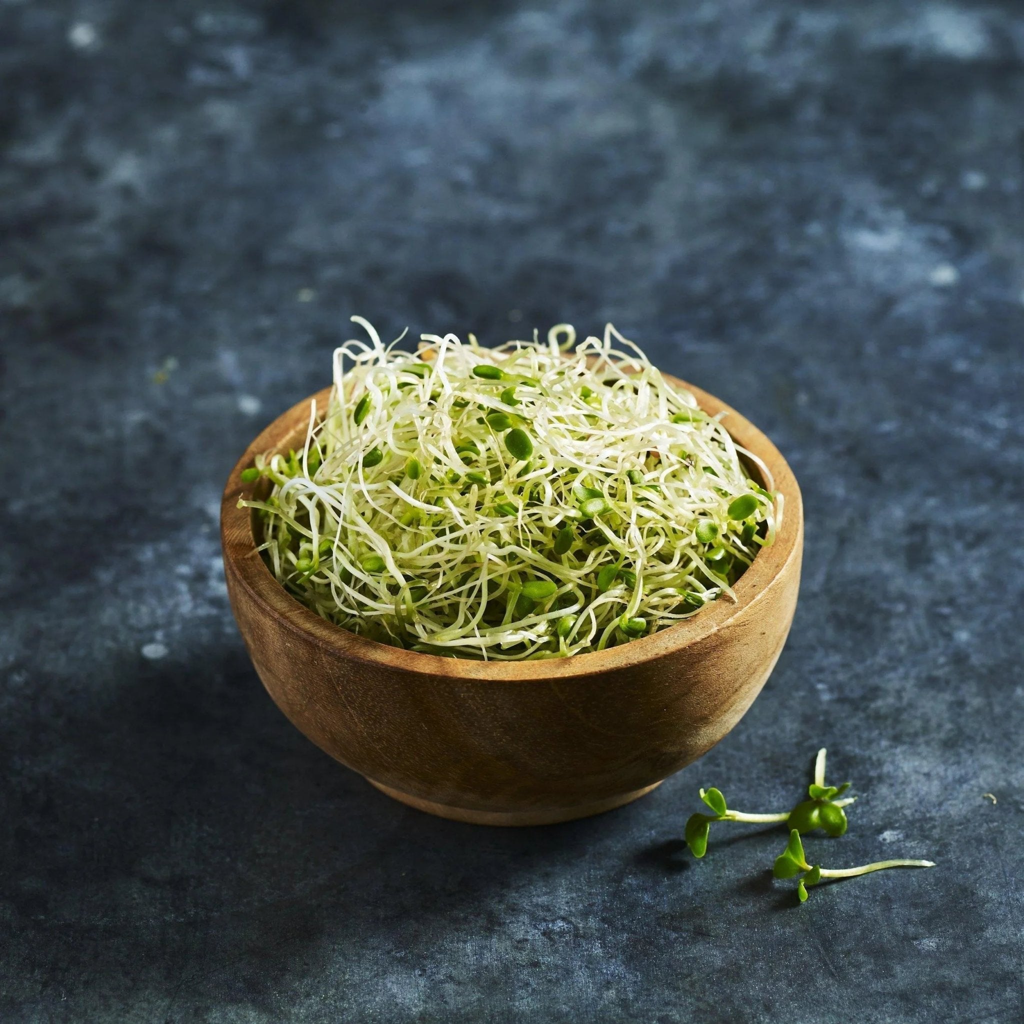 Clover Seeds - Red - Australian Wheatgrass