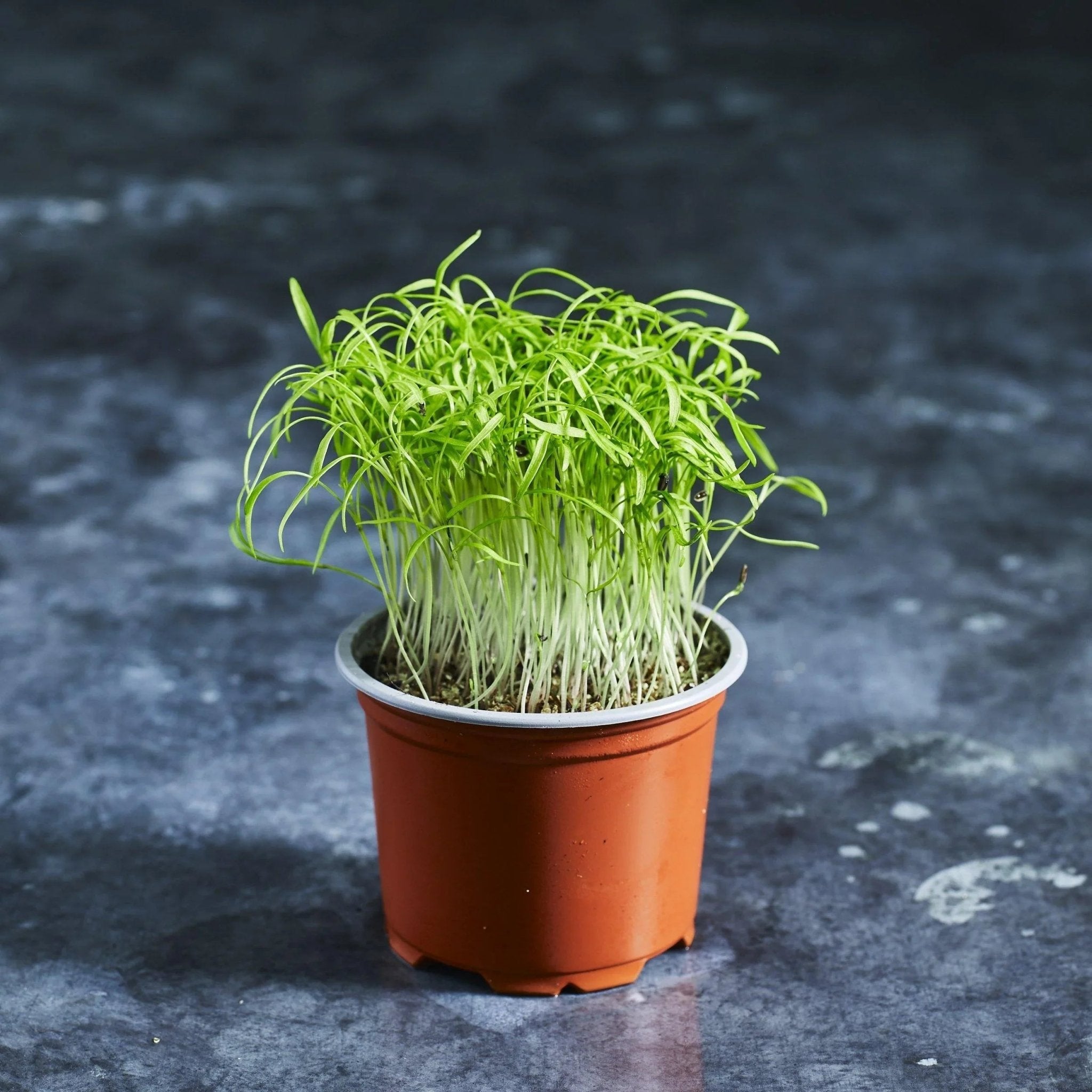 Dill Seeds - Australian Wheatgrass