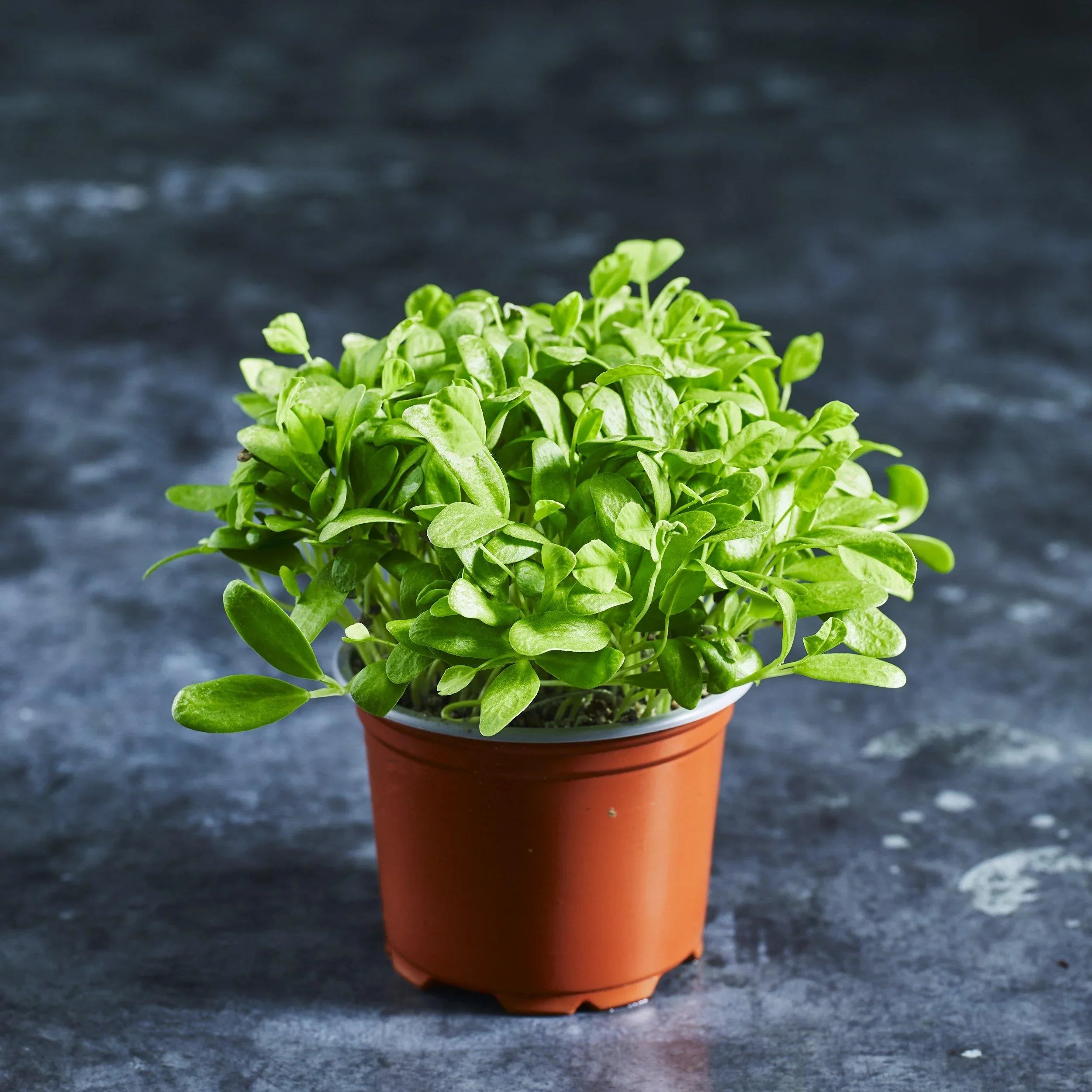Fenugreek Seeds - Microgreens - Australian Wheatgrass