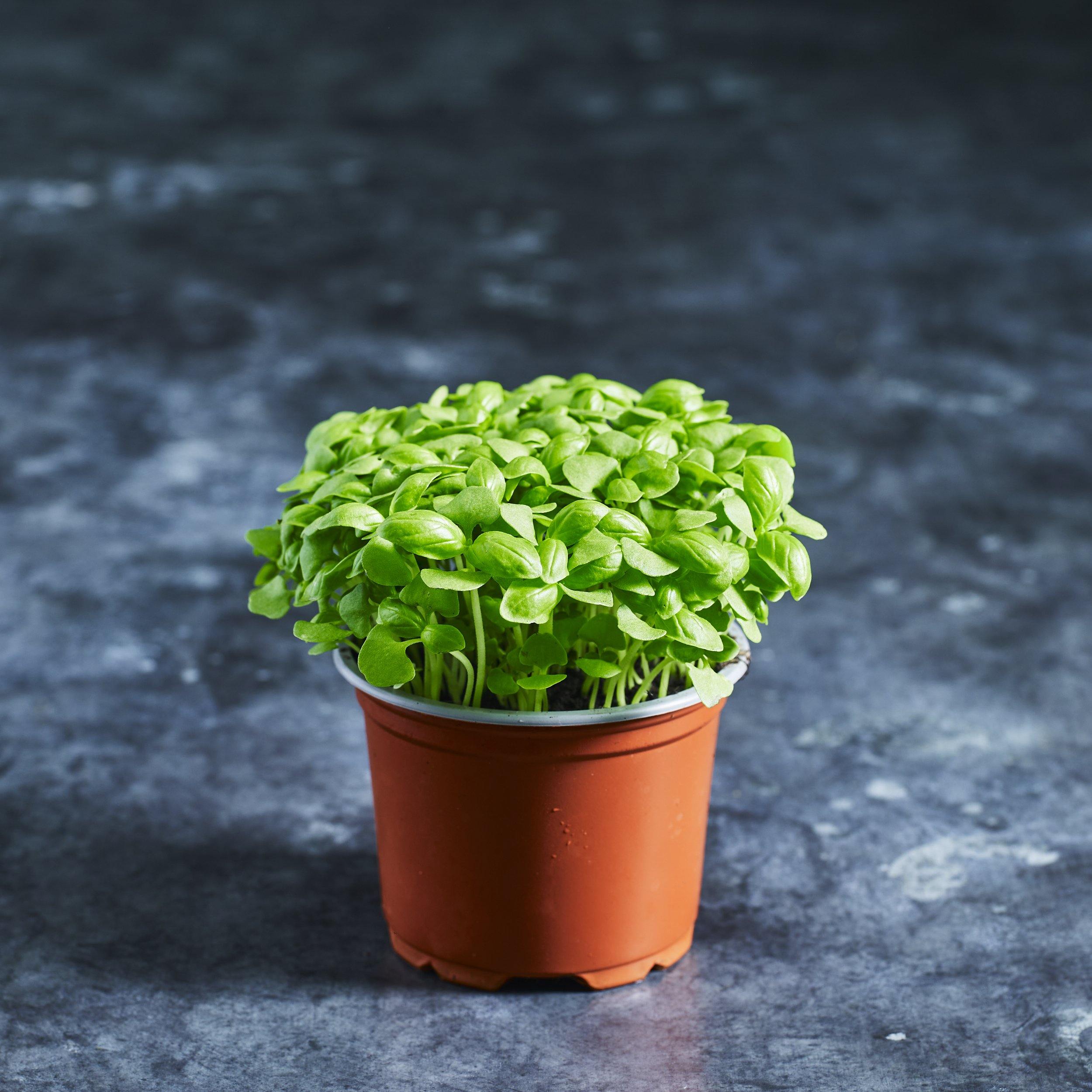 Green Basil Seeds Buy Microgreen Seeds Online Australia