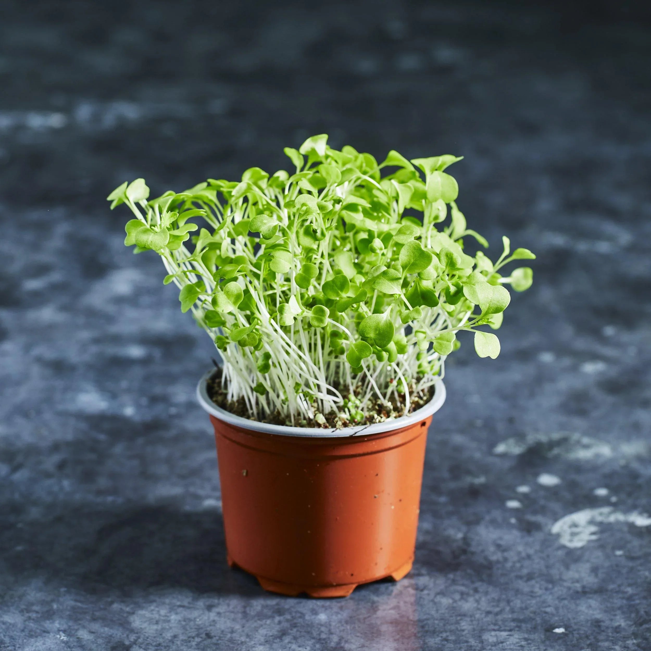 Mizuna Seeds - Green - Australian Wheatgrass