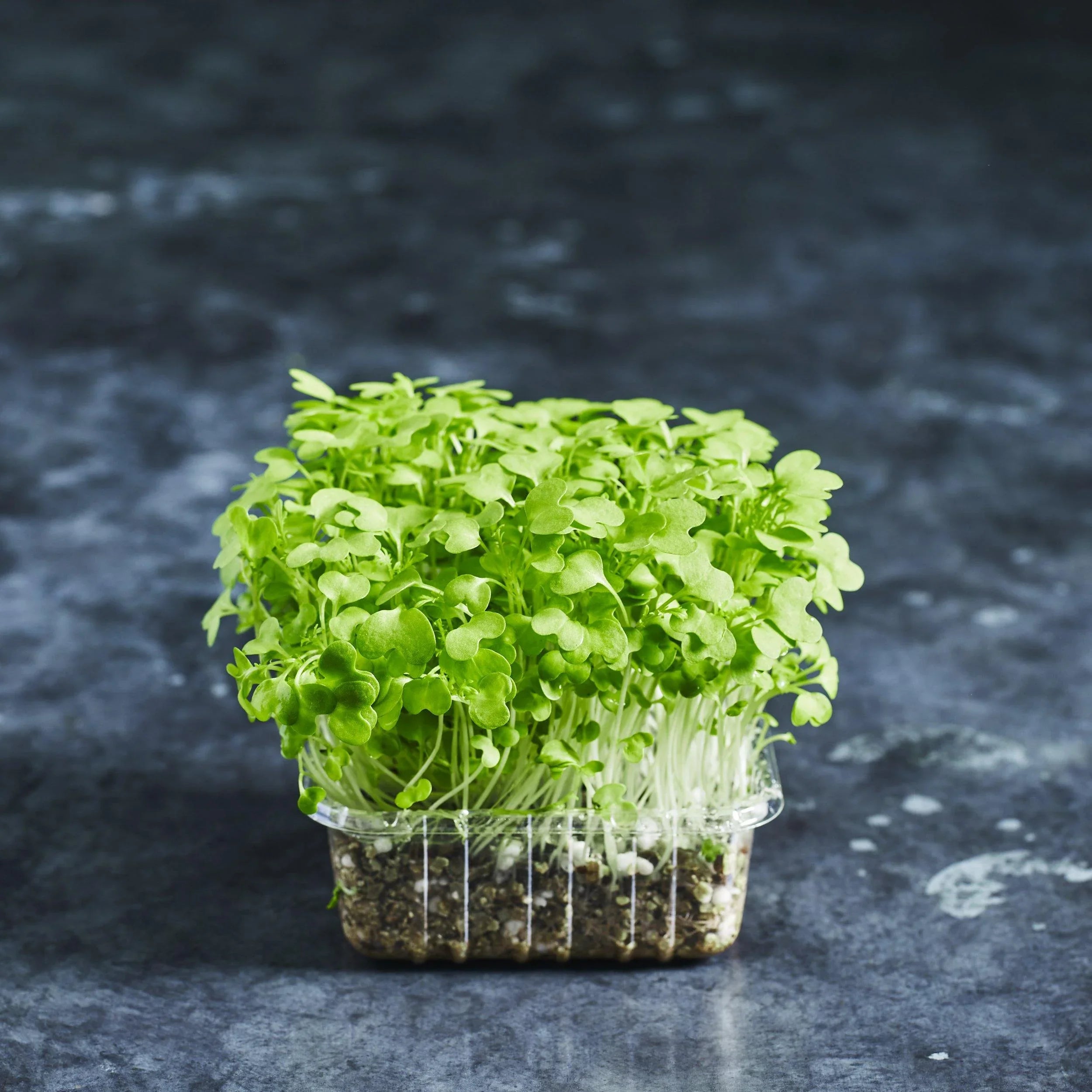 Mustard Seeds - Green (Treated with Thirum) - Australian Wheatgrass