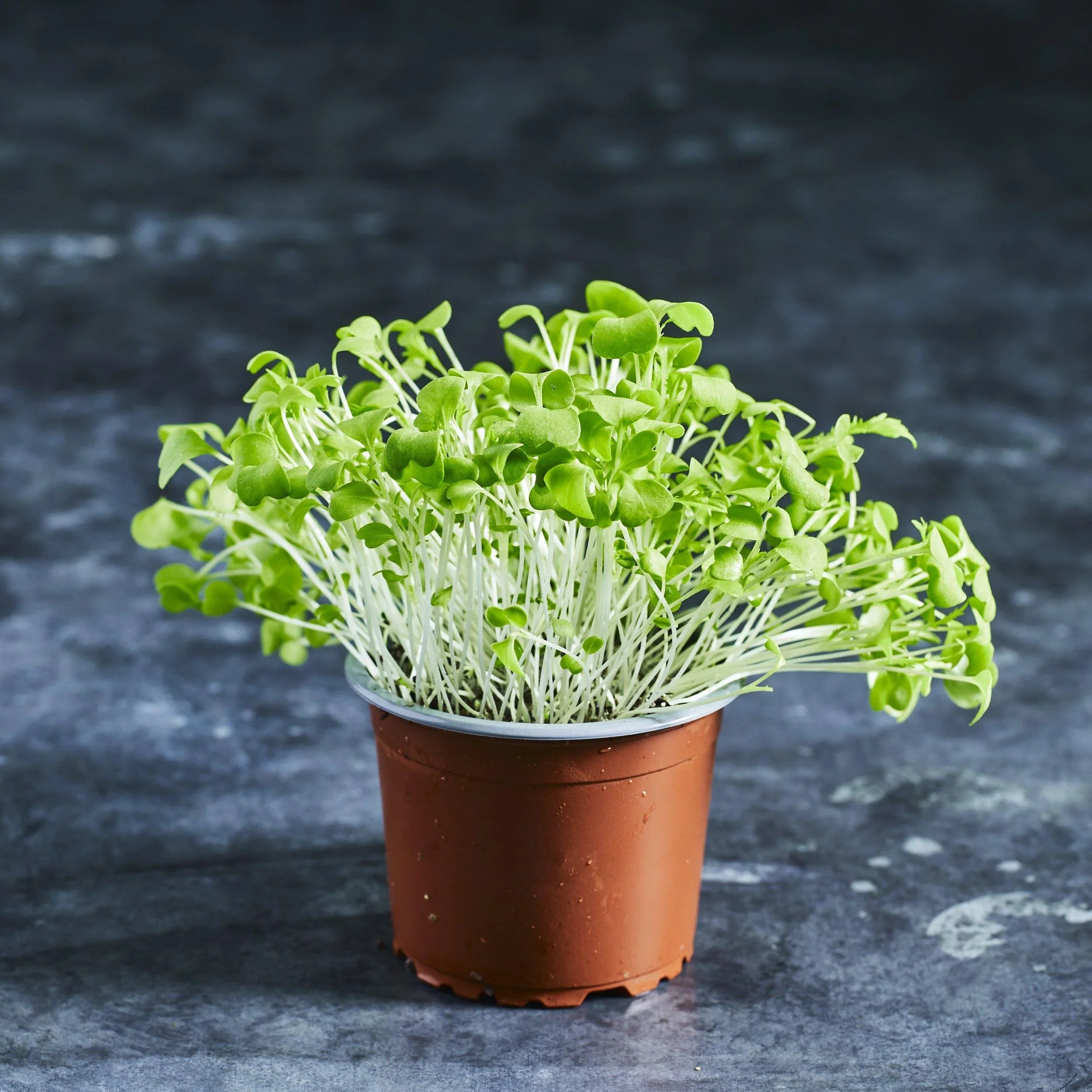 Mustard Seeds - Green (Treated with Thirum) - Australian Wheatgrass