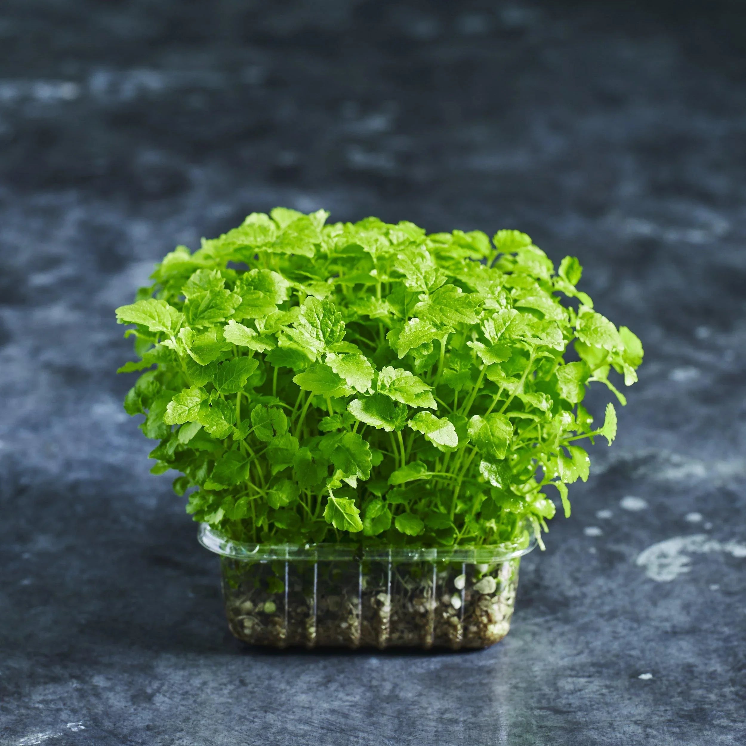 Lemon Balm Seed - Australian Wheatgrass