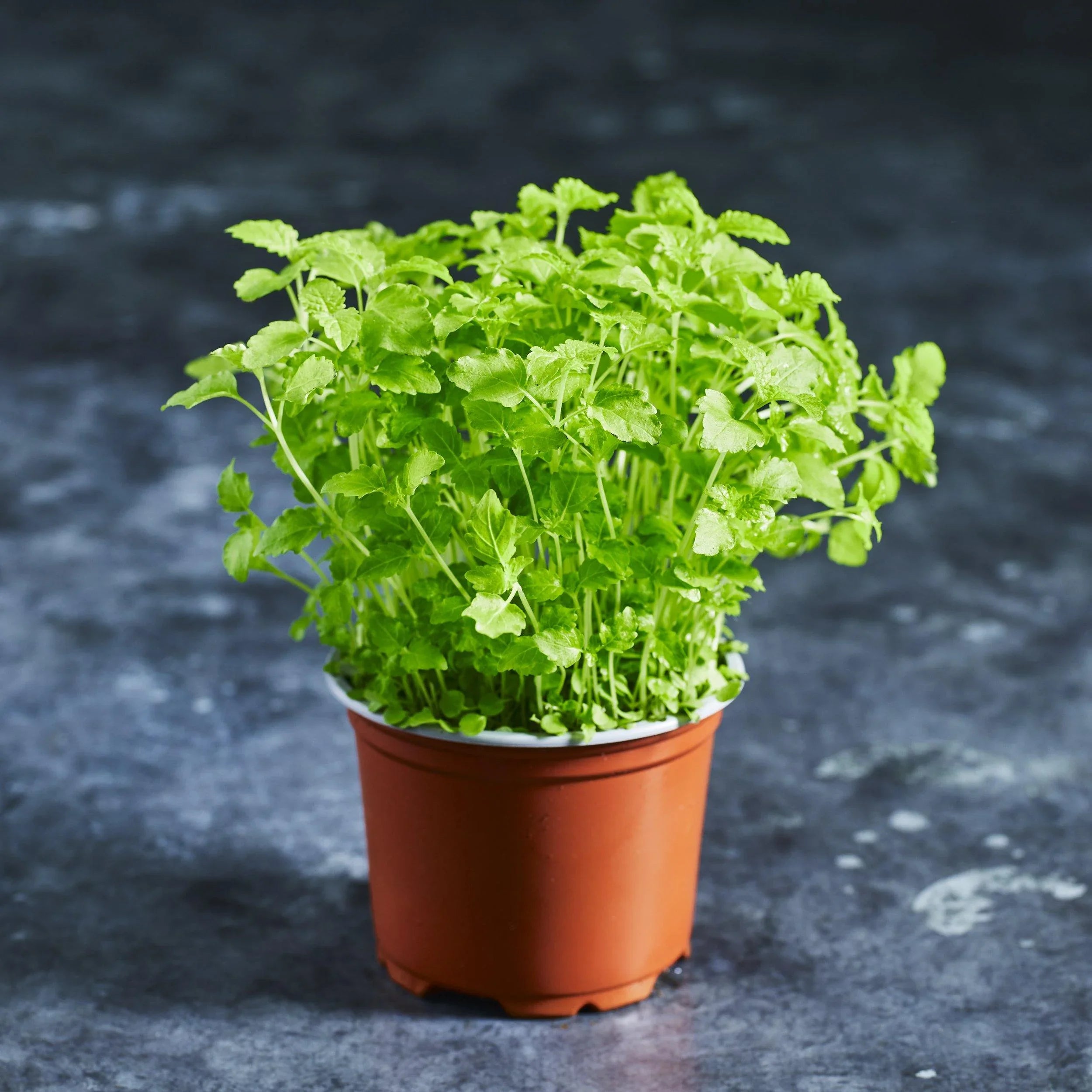Lemon Balm Seed - Australian Wheatgrass