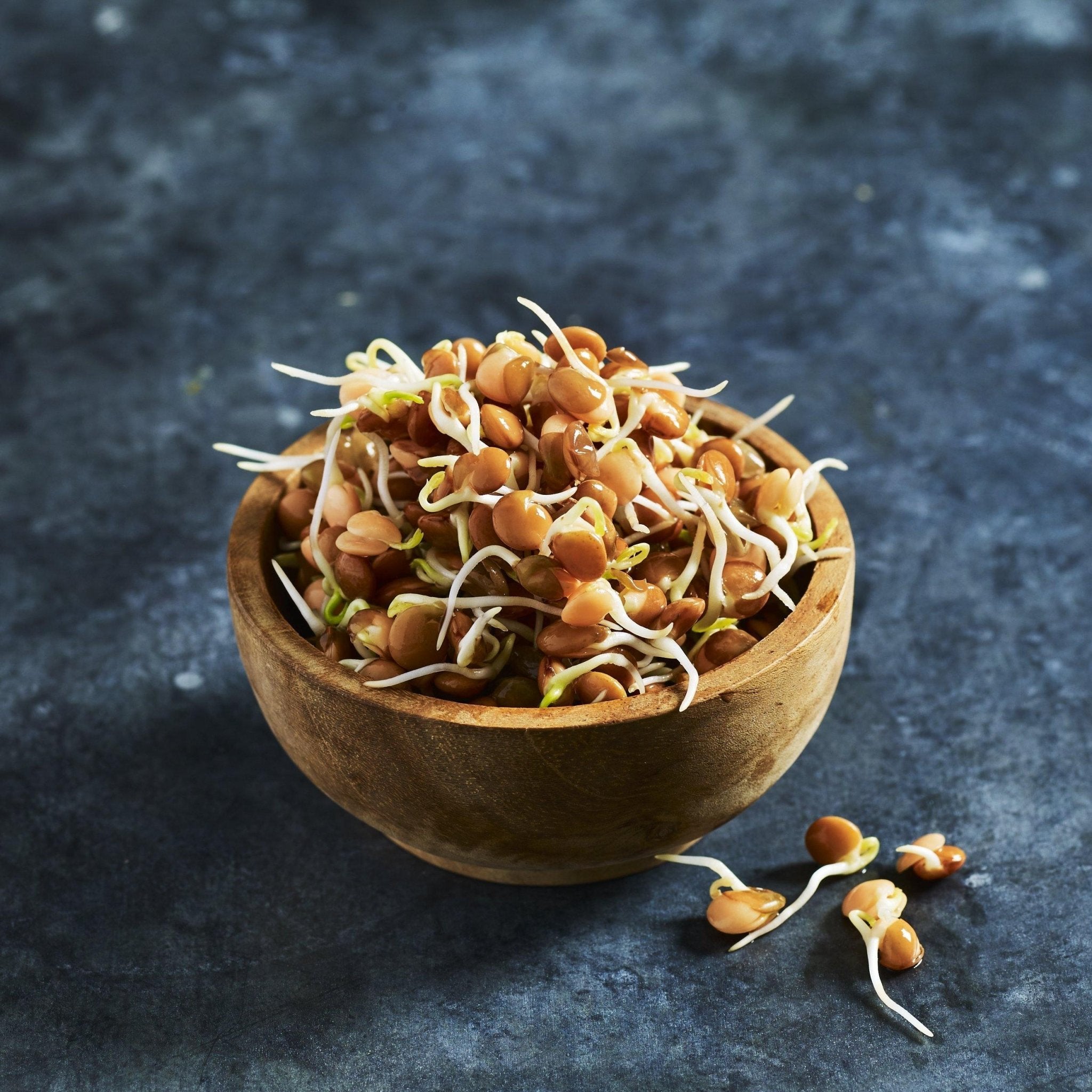 Lentil Seeds - Red - Australian Wheatgrass