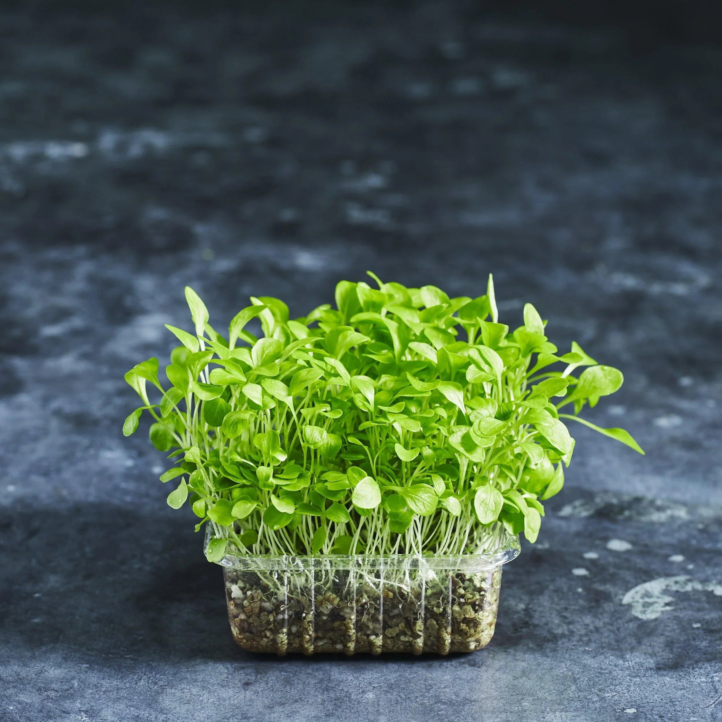 Corn Salad Seeds - Mache - Australian Wheatgrass
