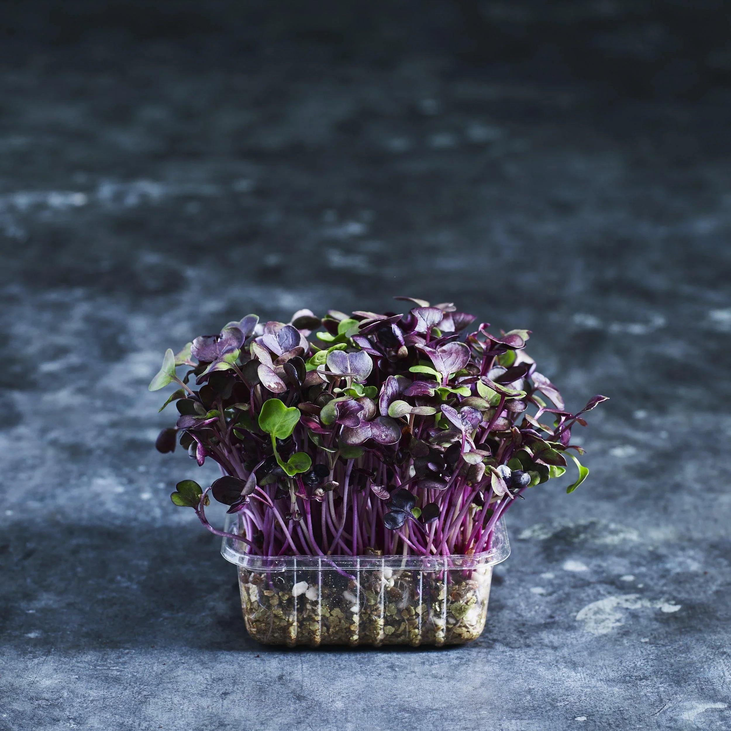 Radish Seeds - Purple Sango - Australian Wheatgrass