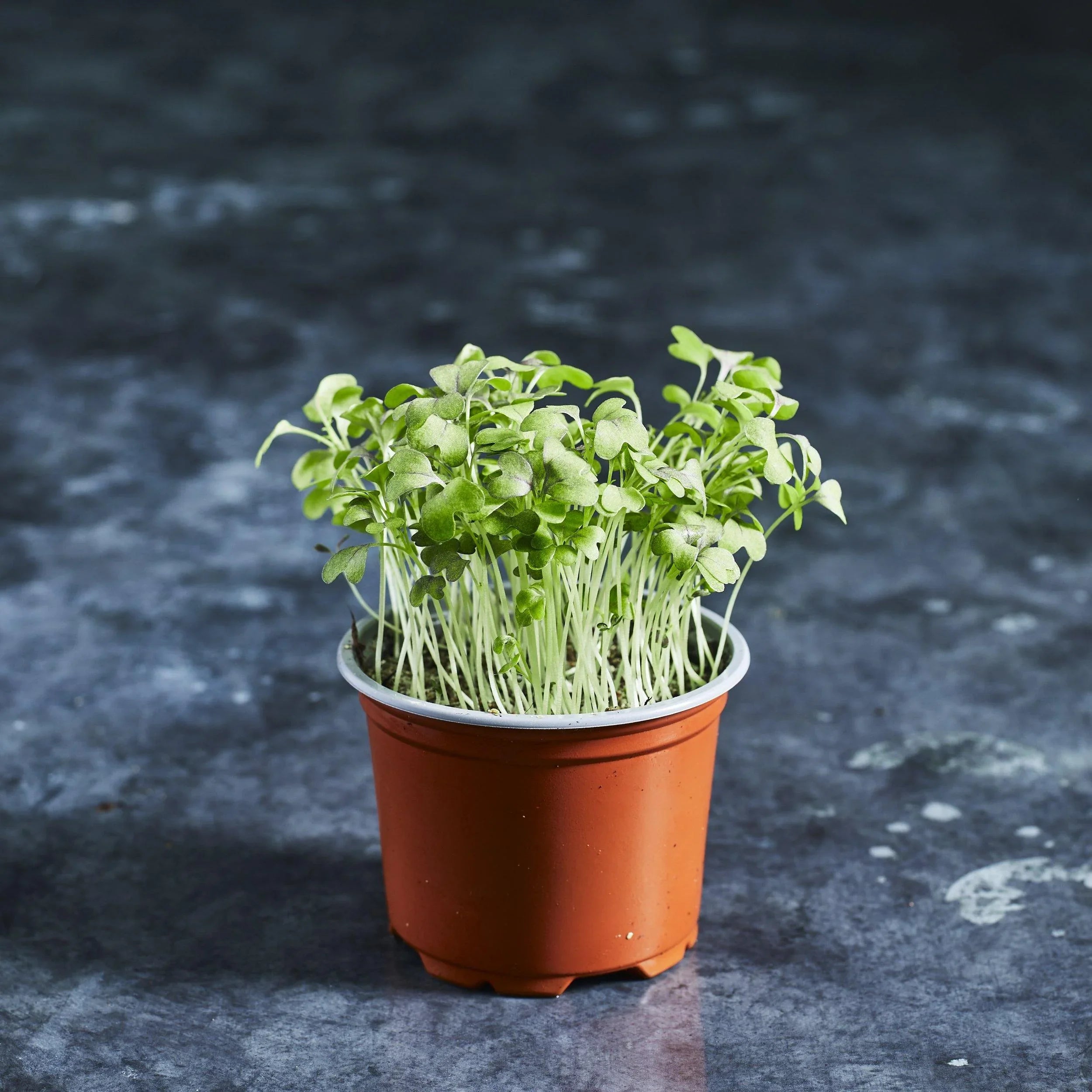 Mizuna Seeds - Red - Australian Wheatgrass