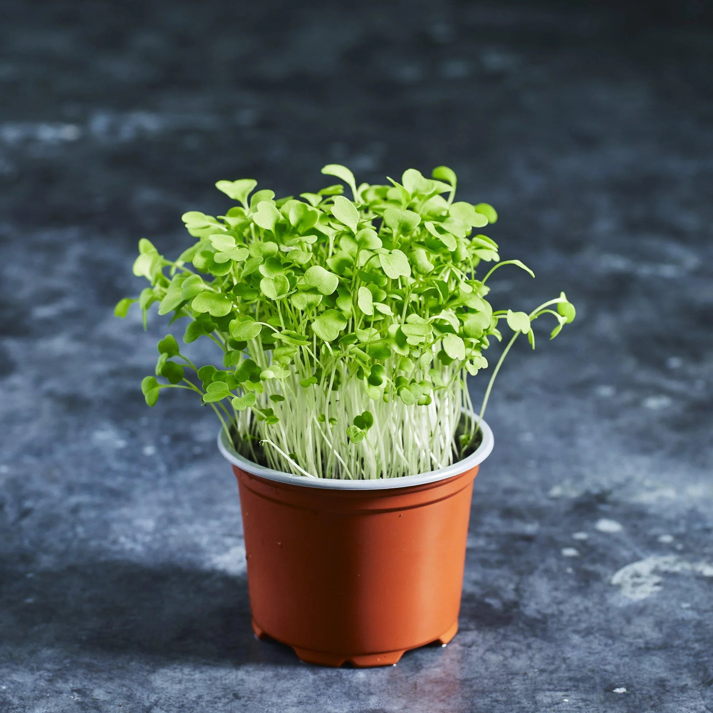 Rocket Seeds - Wild - Australian Wheatgrass