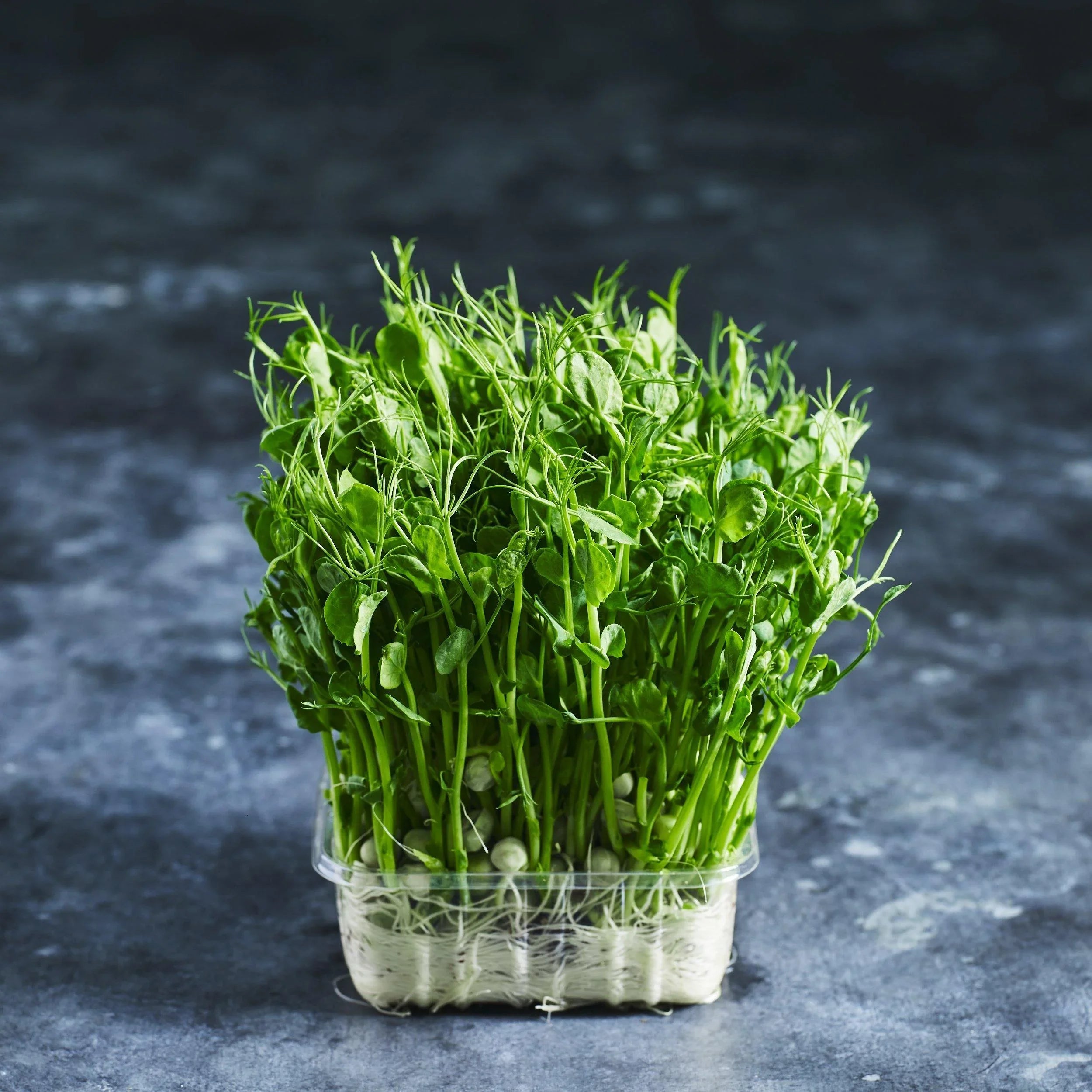 Snow Pea Tendrils - Australian Wheatgrass