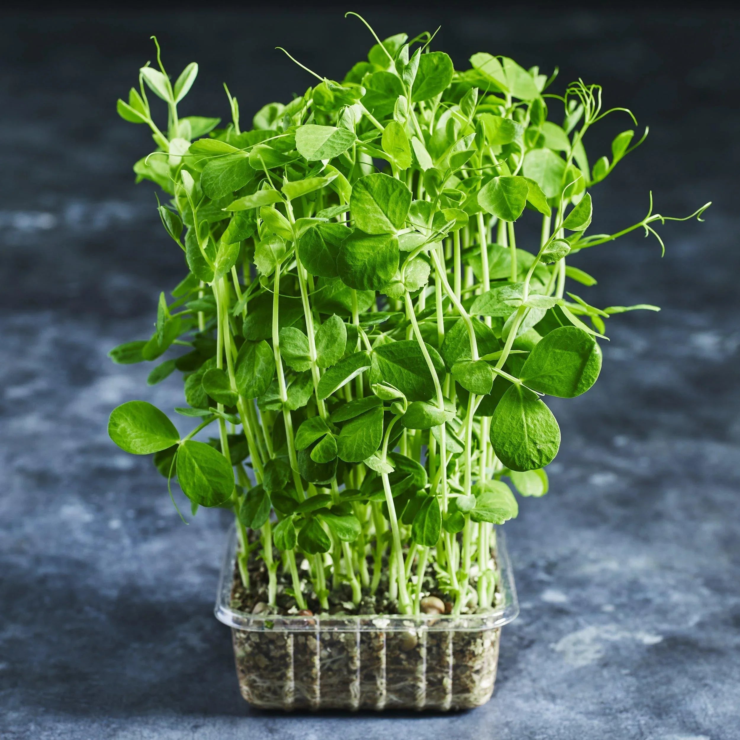 Pea Shoots - Australian Wheatgrass
