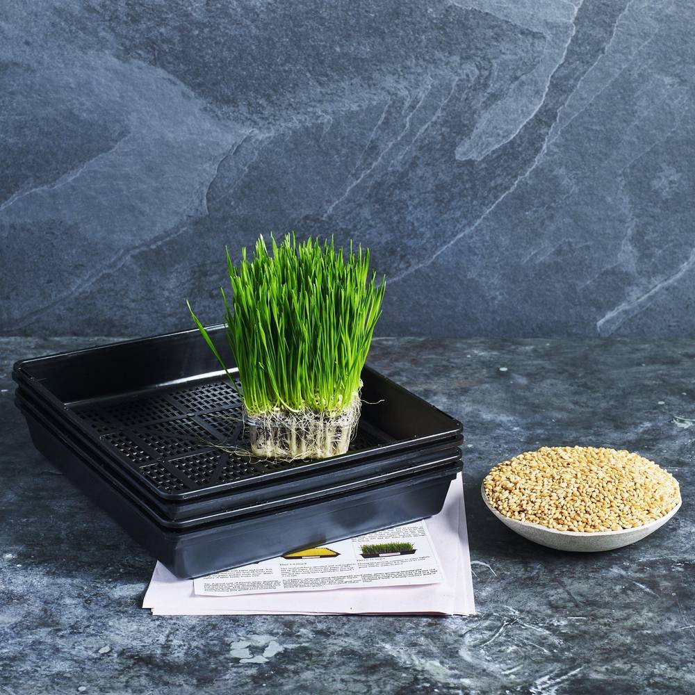 Wheatgrass Grow Kit 1 - Australian Wheatgrass