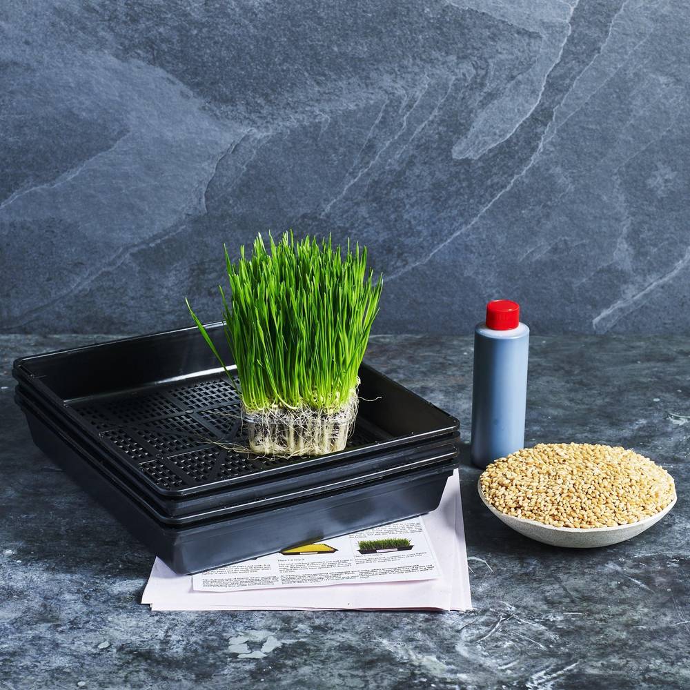 Wheatgrass Grow Kit 2 - Australian Wheatgrass