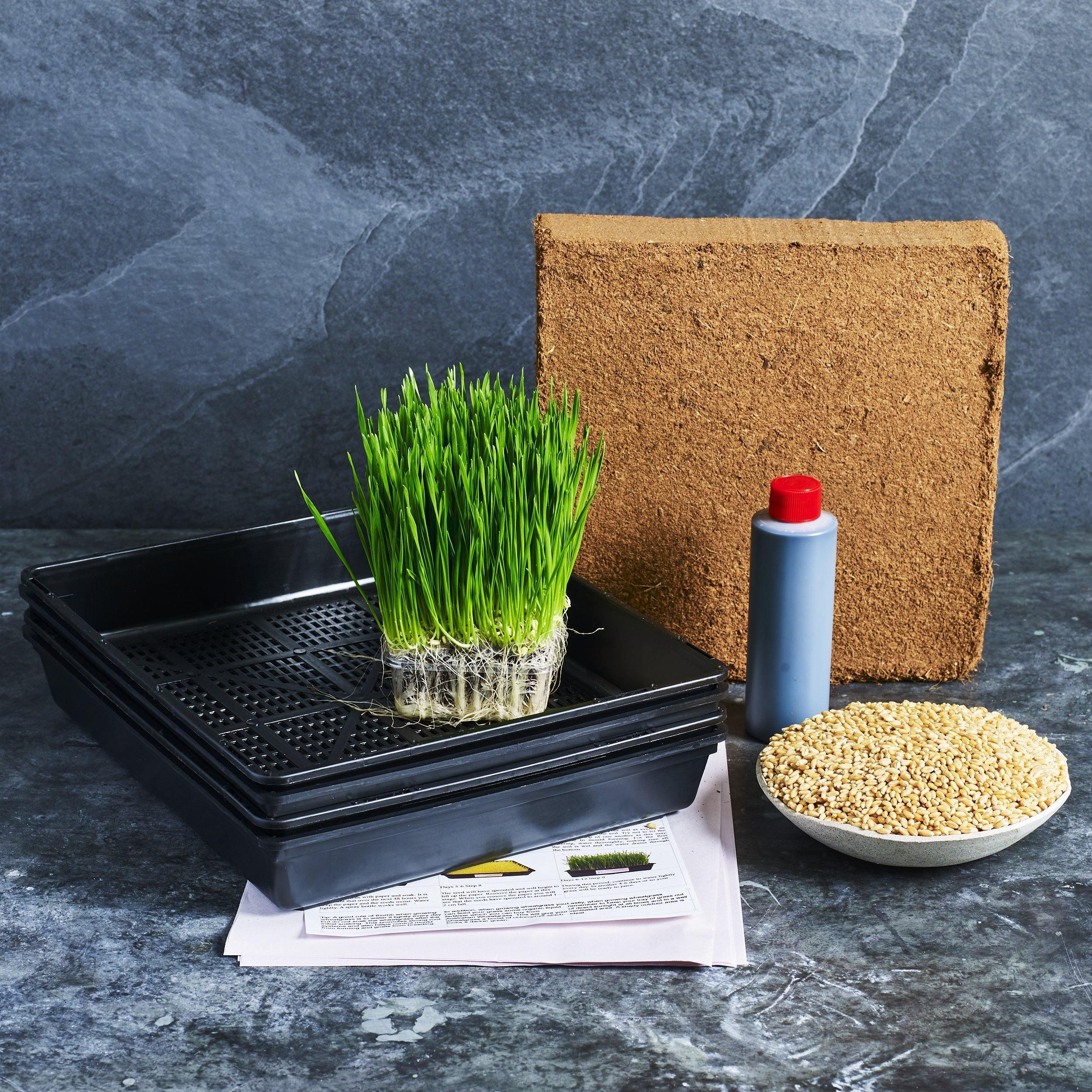 Wheatgrass Grow Kit 3 - Australian Wheatgrass