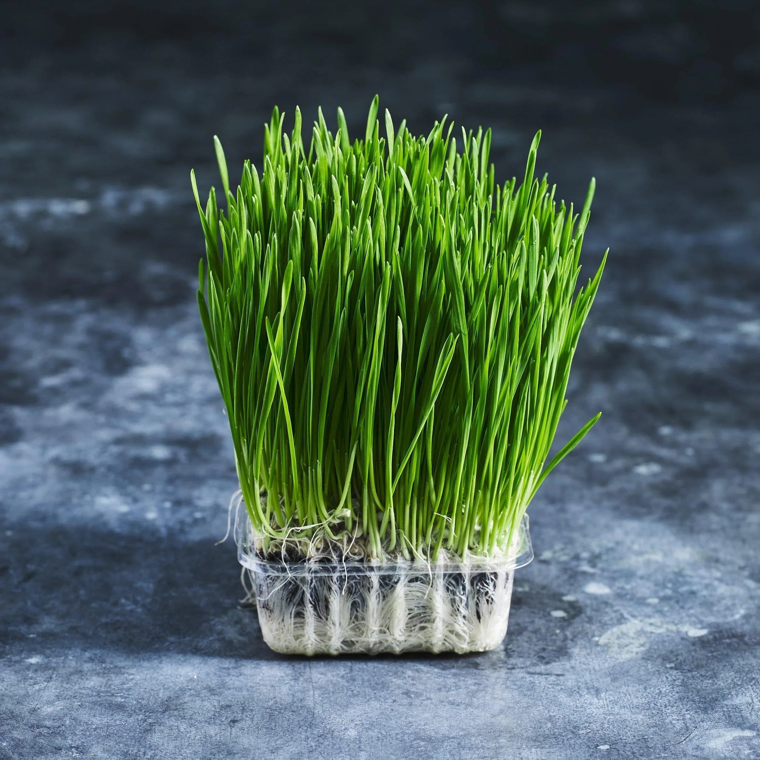 fresh wheatgrass punnet grown from premium wheatgrass seeds sourced from Australian Wheatgrass