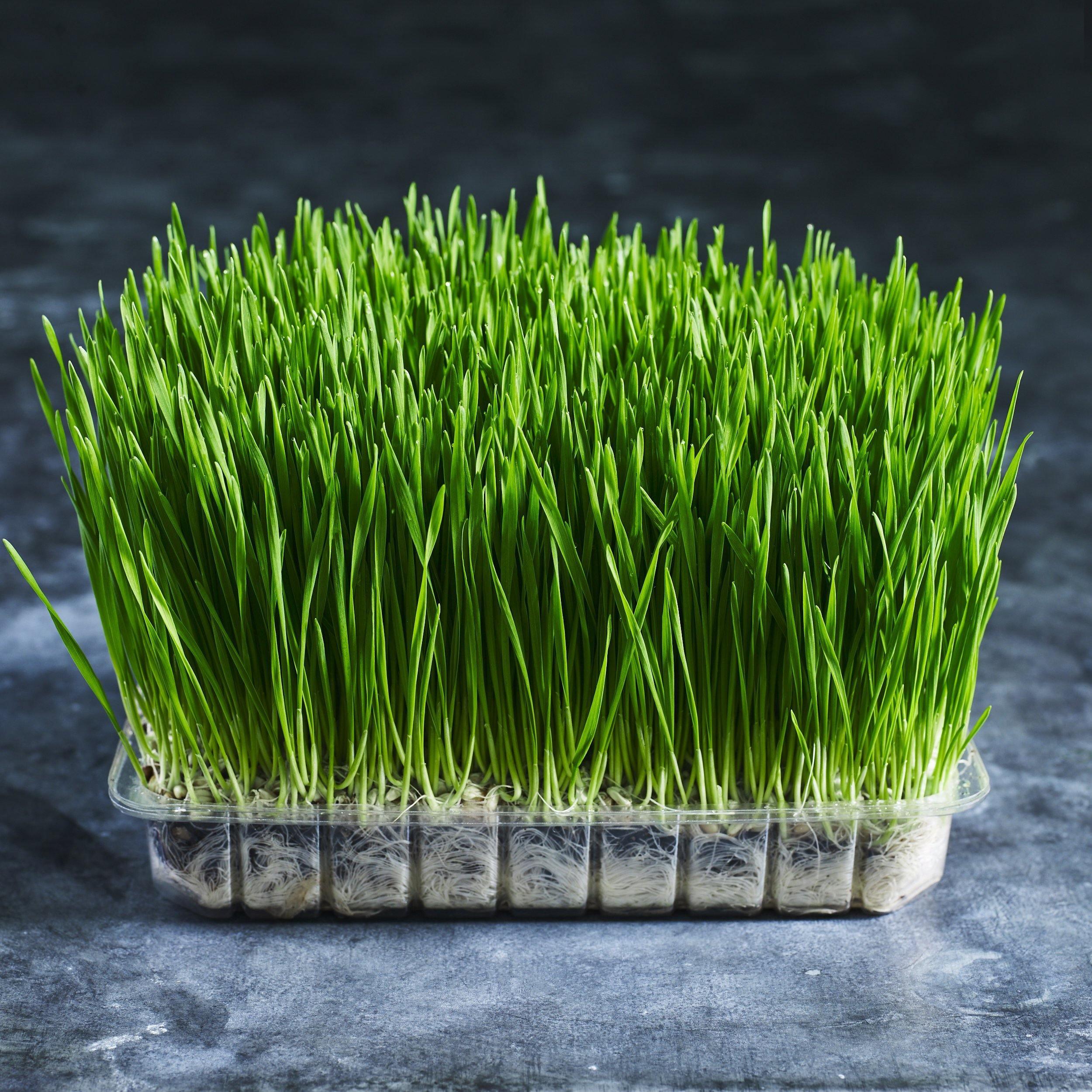 Wheatgrass punnets delivered to your door - Australian Wheatgrass