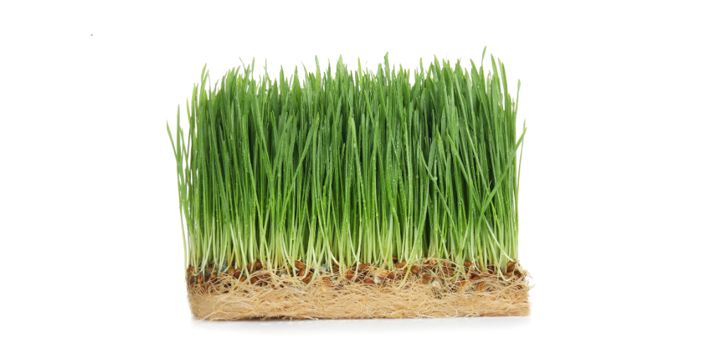 How To Grow Wheatgrass