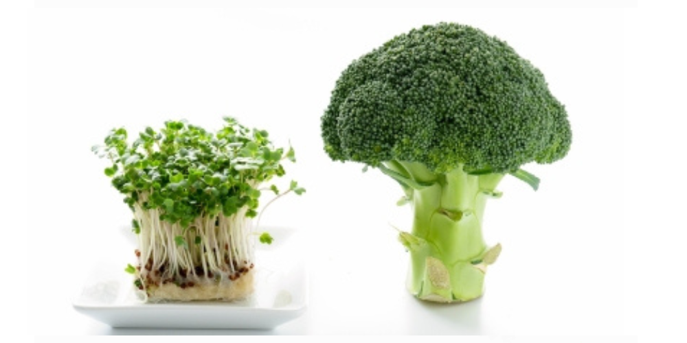 Where to buy broccoli sprouts?