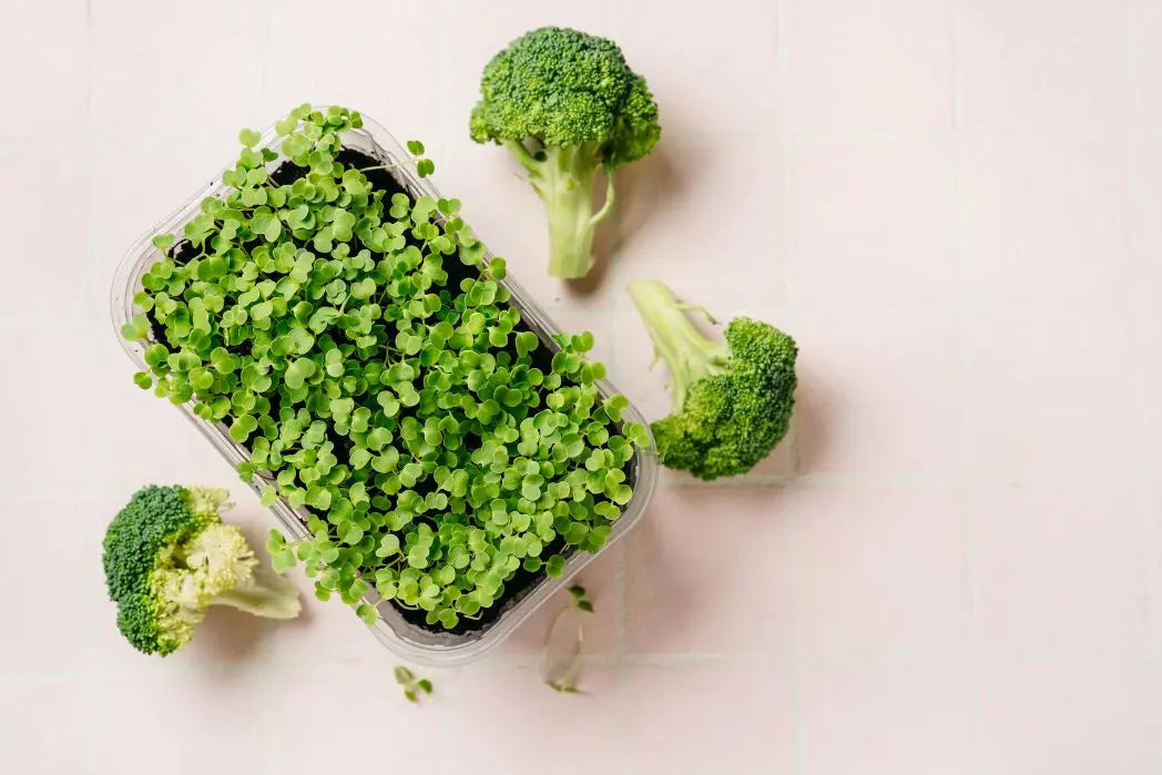 The Health Benefits of Sprouting Broccoli Seeds At Home