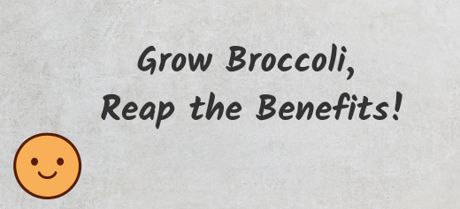 Discover the Health Benefits of Growing Broccoli Seeds at Home