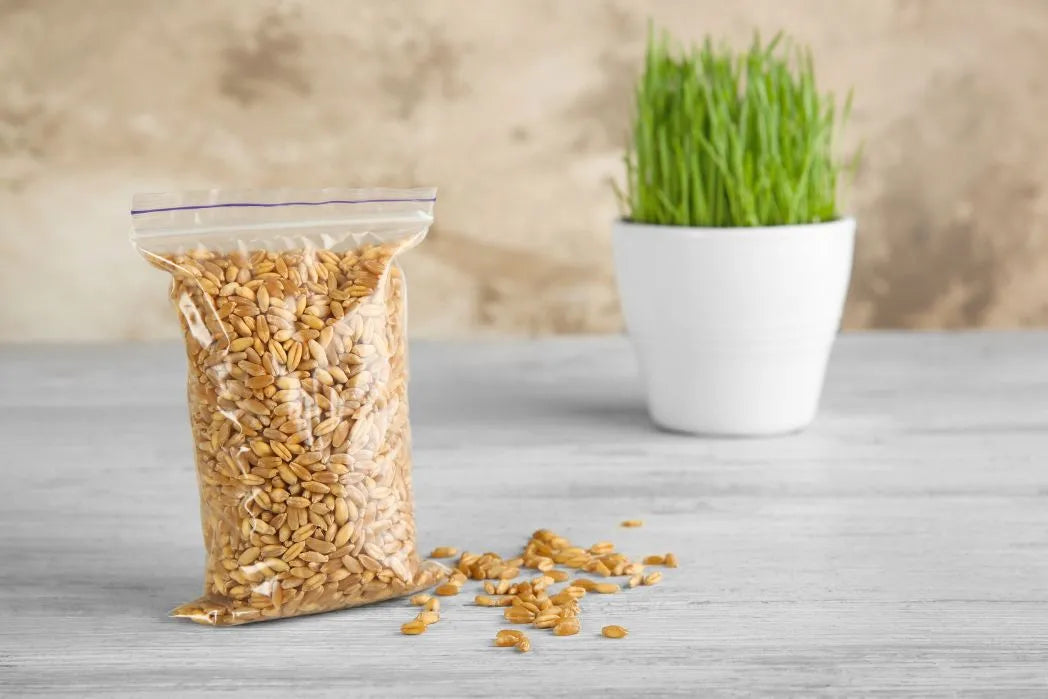 How To Grow Wheatgrass