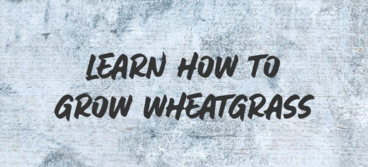 How To Grow Wheatgrass
