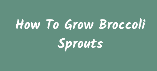 How to grow broccoli sprouts text