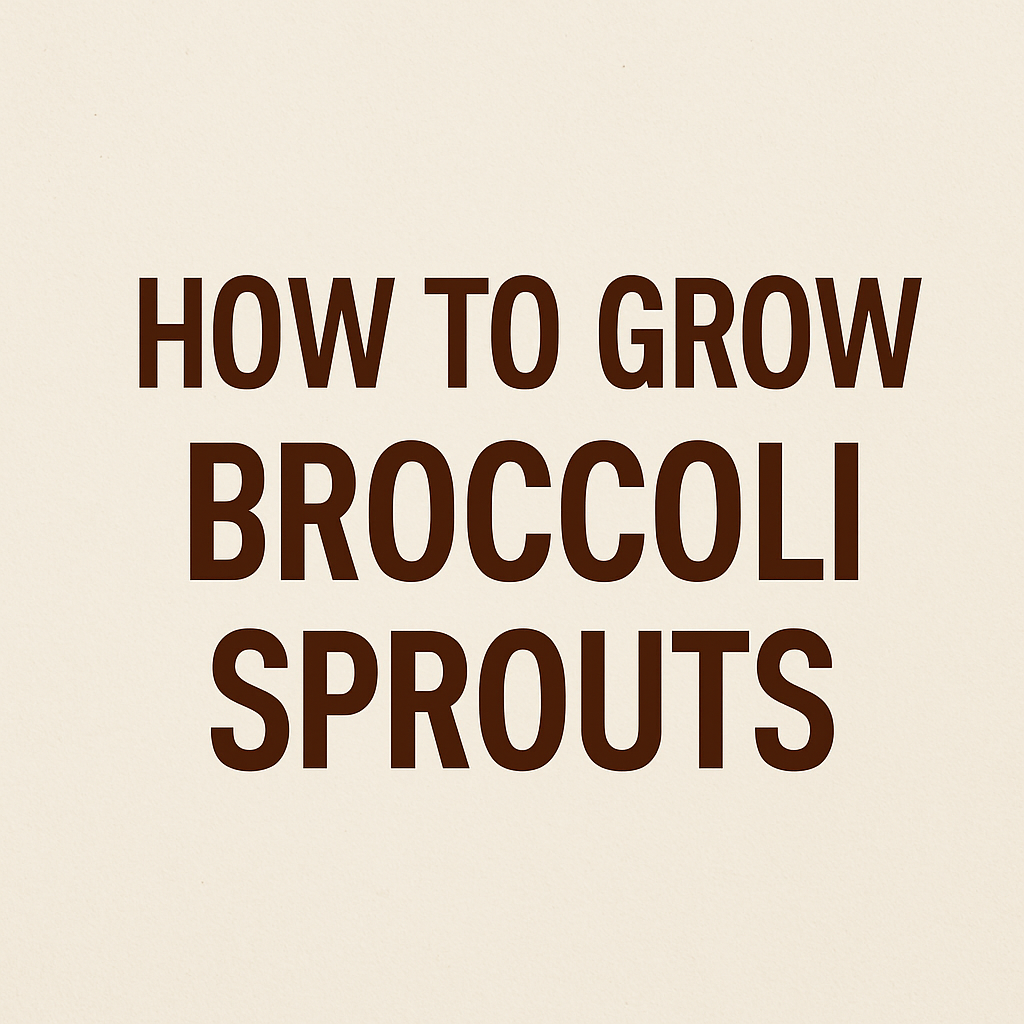 text image reads how to grow broccoli sprouts