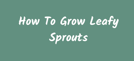 How To Grow Sprouts - Leafy