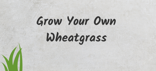 How To Grow Wheatgrass