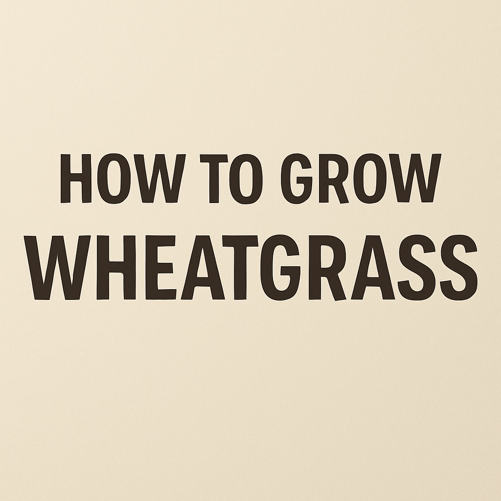 text image reads how to grow wheatgrass